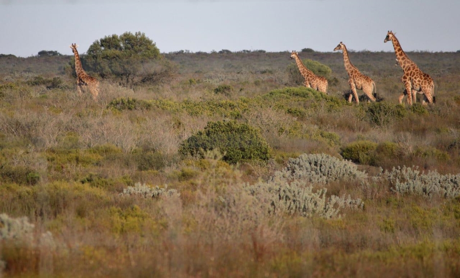 2 Bedroom Property for Sale in Hopefield Western Cape